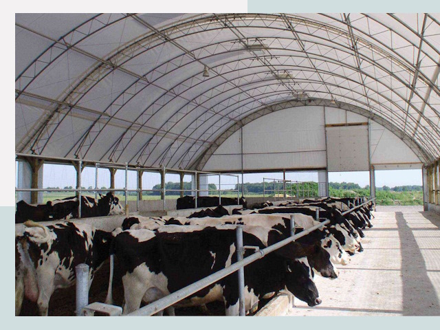 Тентовые коровники в Тулуне